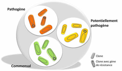 Divisions E. coli