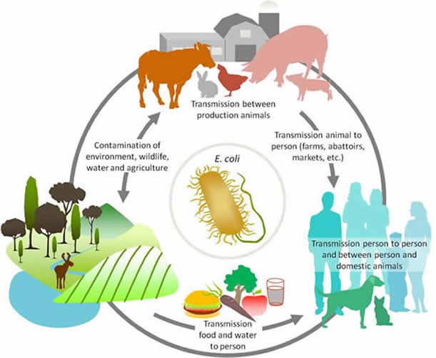 E. coli One health