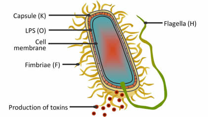 E. coli