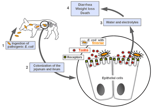 Pathogenesis of Bacterial Infections in Animals